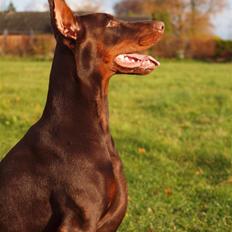 Dobermann Ch. Sant Kreal Russian Rubin