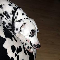 Dalmatiner *IG' in Hollywood (SMUCKAS)