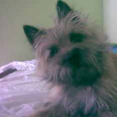 Cairn terrier Max