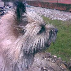 Cairn terrier Max