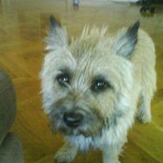 Cairn terrier Max