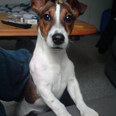 Jack russell terrier Jack.