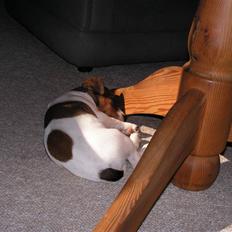 Jack russell terrier Jack.