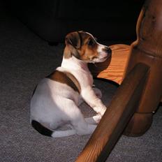 Jack russell terrier Jack.