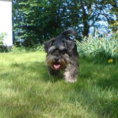 Dvaergschnauzer Nuser