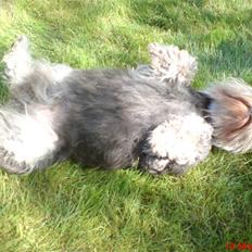 Dvaergschnauzer Nuser