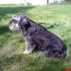 Dvaergschnauzer Nuser
