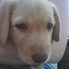 Golden retriever Freja **SOLGT*