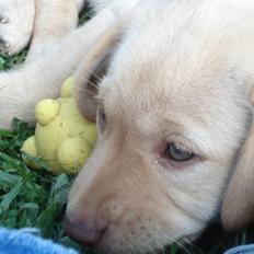 Golden retriever Freja **SOLGT*