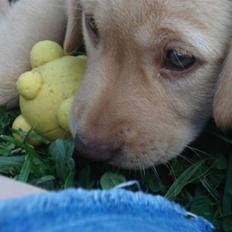 Golden retriever Freja **SOLGT*