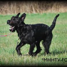 Riesenschnauzer Molly<3'