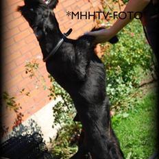 Riesenschnauzer Molly<3'