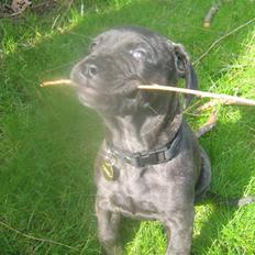 Bullmastiff mascha
