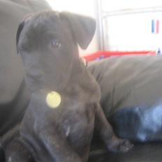 Bullmastiff mascha