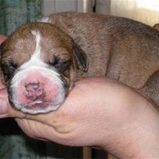 Olde english bulldogge Baloo (Zeoli Kuma)