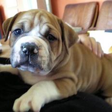 Olde english bulldogge Baloo (Zeoli Kuma)