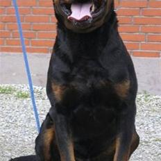 Rottweiler Balou vom Herrenhaus