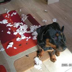 Rottweiler Luna (2008-2008)