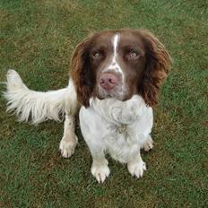 Engelsk springer spaniel Montie