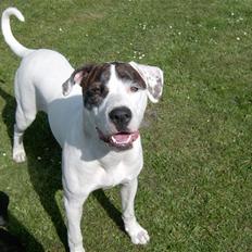 Amerikansk bulldog Nova R.I.P min skat