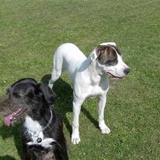 Amerikansk bulldog Nova R.I.P min skat