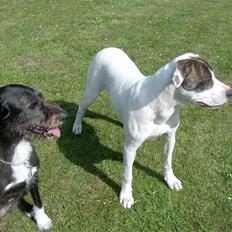 Amerikansk bulldog Nova R.I.P min skat