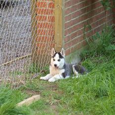 Siberian husky Lappland Dream Bandit