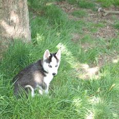 Siberian husky Lappland Dream Bandit
