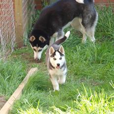Siberian husky Lappland Dream Bandit