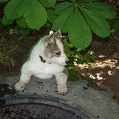 Siberian husky Lappland Dream Blaze