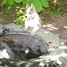 Siberian husky Lappland Dream Blaze