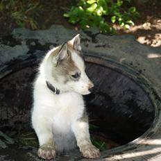 Siberian husky Lappland Dream Blaze