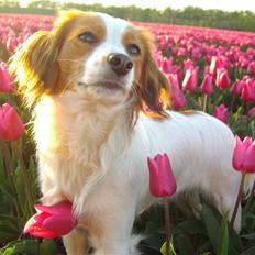 Kooikerhondje Fenja