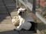Engelsk bulldog Nala R.i.p D 22/7-2017 - Skal vi spille fodbold