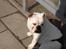 Engelsk bulldog Nala R.i.p D 22/7-2017 - Mugge løb med bolden