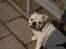 Engelsk bulldog Nala R.i.p D 22/7-2017
