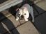 Engelsk bulldog Nala R.i.p D 22/7-2017