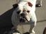 Engelsk bulldog Nala R.i.p D 22/7-2017