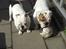Engelsk bulldog Nala R.i.p D 22/7-2017 - Nala og Mugge spiller fodbold 
