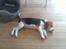 Beagle Kosmo