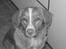 Nova scotia duck tolling retriever Luna