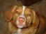 Nova scotia duck tolling retriever Luna - Kys fra mig til dig