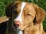 Nova scotia duck tolling retriever Luna