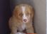 Nova scotia duck tolling retriever Luna