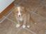 Nova scotia duck tolling retriever Luna