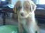 Nova scotia duck tolling retriever Luna
