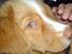 Nova scotia duck tolling retriever Luna
