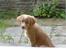Nova scotia duck tolling retriever Luna - Gravet...hvem mig??