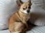 Chihuahua jessica