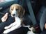 Beagle Luna (død 28/8) R.I.P ;( - Jeg fik lov til at sidde sammen med moster denne gang, ellers ligger jeg i mit transporthus.
